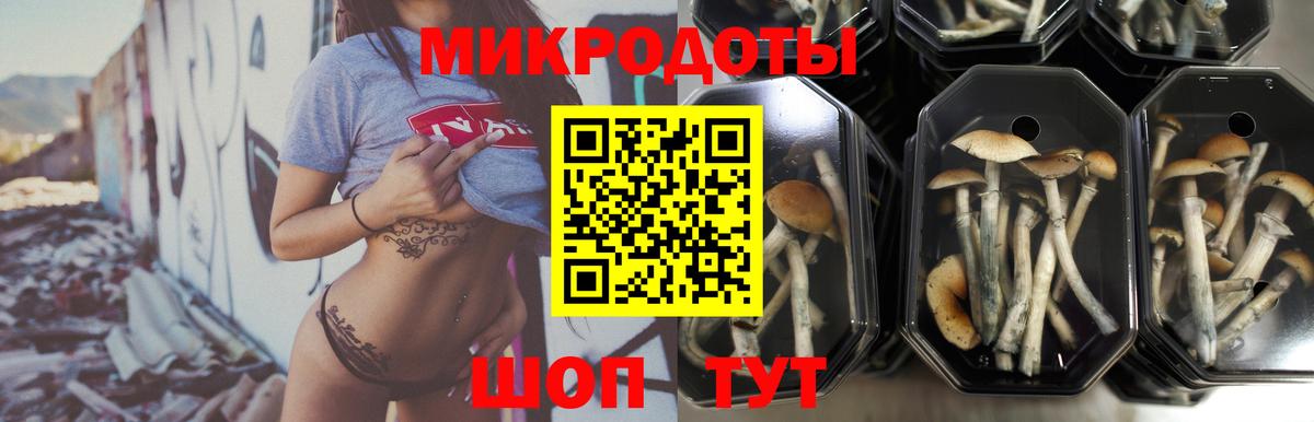 Псилоцибиновые грибы Psilocybine cubensis Зерноград